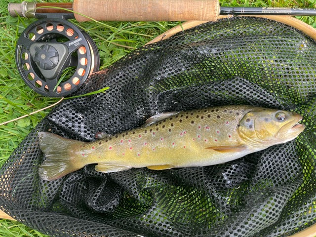 Fishery Update 3rd June