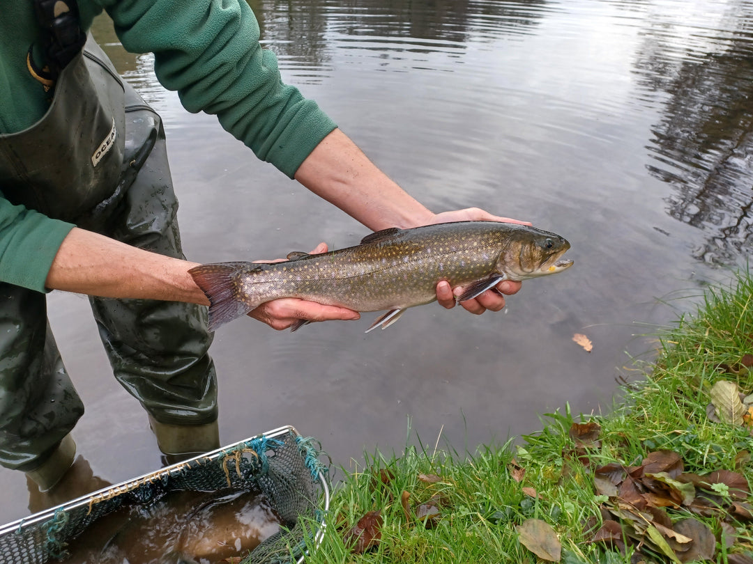 Fishery Report 10th December