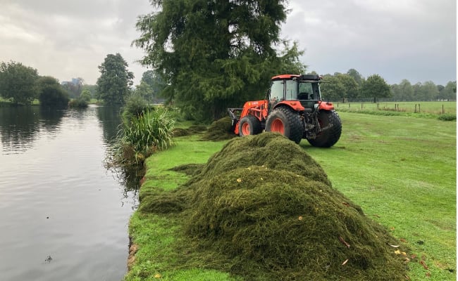 Syon Park weed removal